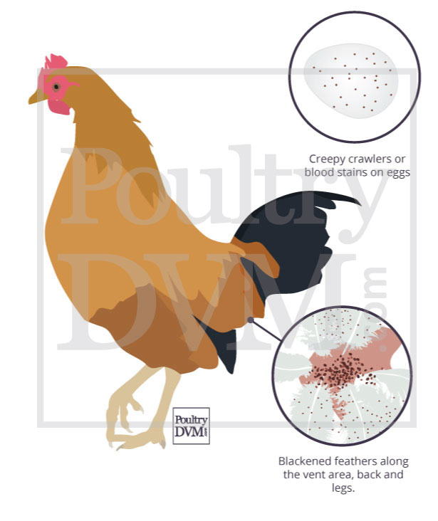 fowl mite infestation in Chickens