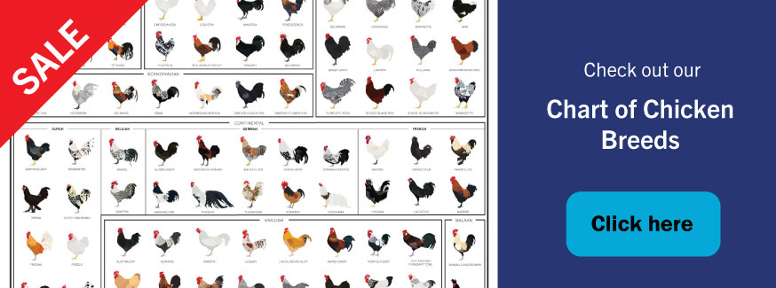 Chart of Chicken Breeds