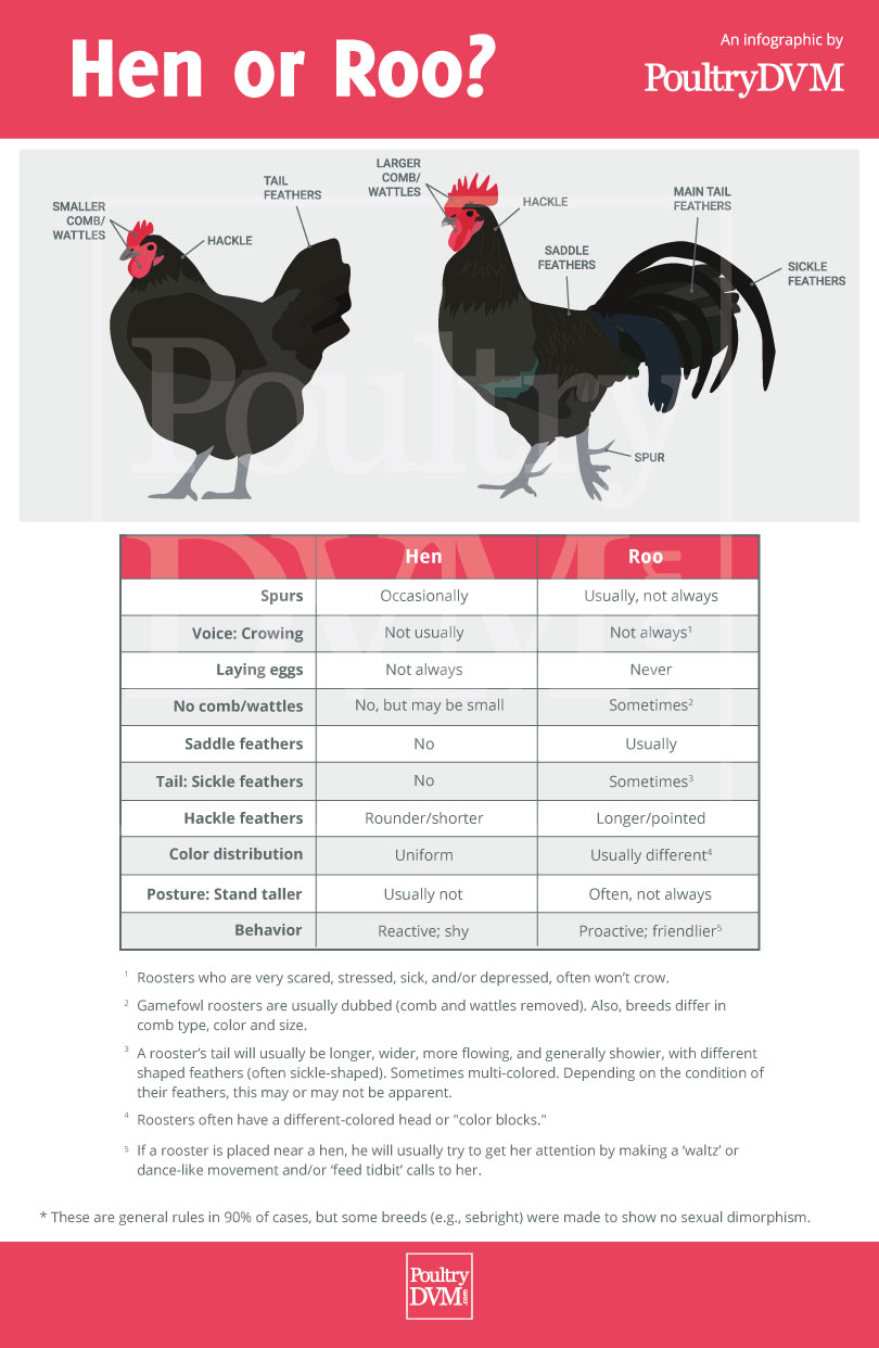 Hen Vs Chicken: Do You Know The Difference?