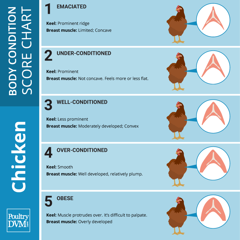 PoultryDVM Visual, Interactive Poultry Health Information