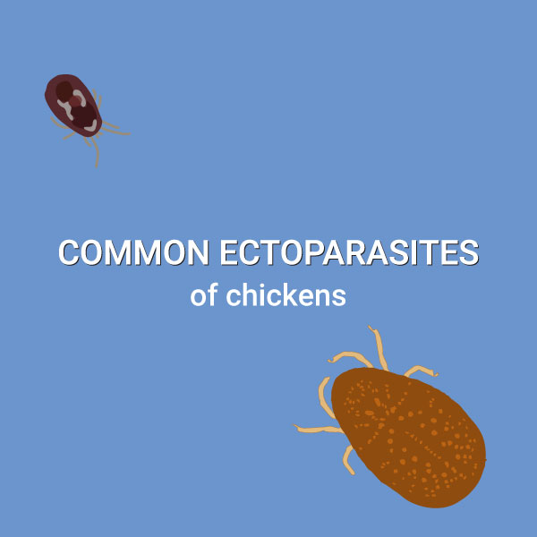 Clues to Identifying Common Ectoparasites in Backyard Poultry