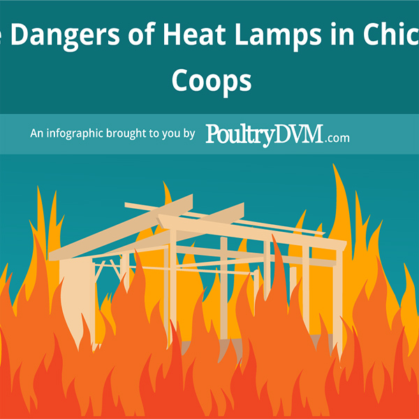 The Dangers of Heat Lamps in Chicken Coops