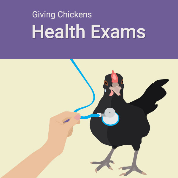 Infographic: Giving Chickens Health Exams