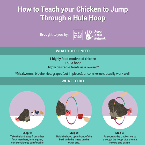 How to Train your Chicken to Jump Through a Hula Hoop