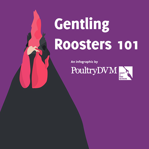 ‘Gentling’ Roosters 101