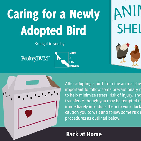 Caring for your Newly Adopted Chicken