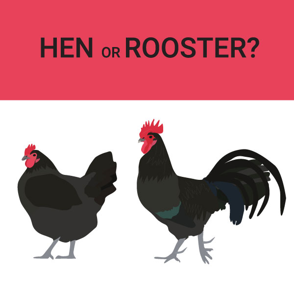 Hen or Roo?