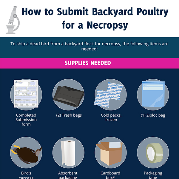 Submitting Backyard Poultry for a Necropsy
