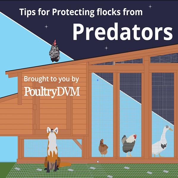 Tips for Protecting Chickens from Predators
