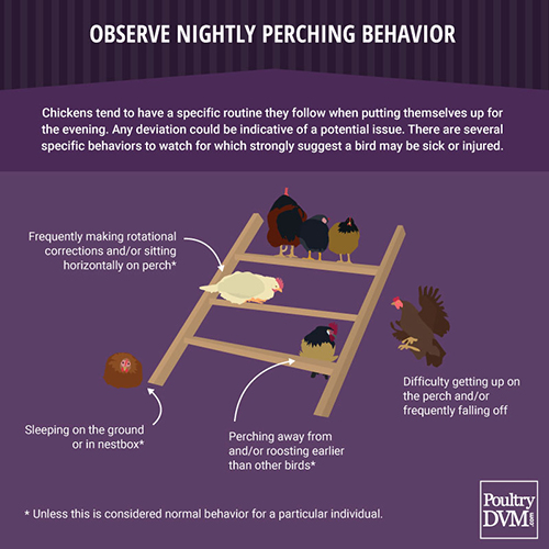 Observe Nightly Perching Behavior of Chickens