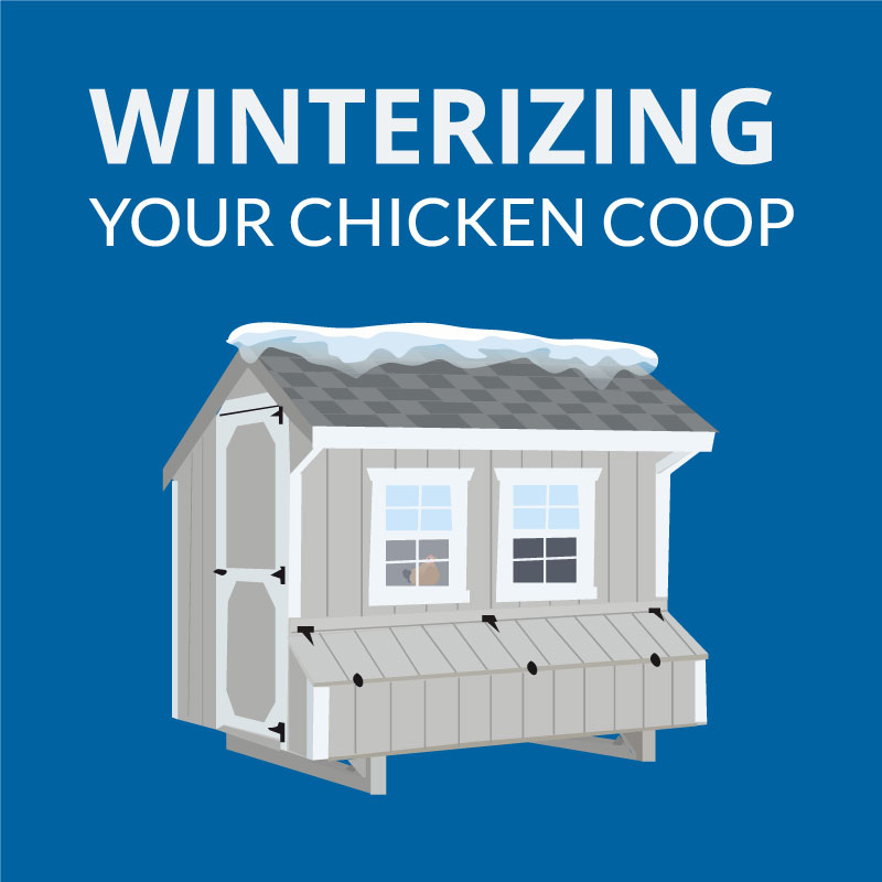 Winterizing your Chicken Coop