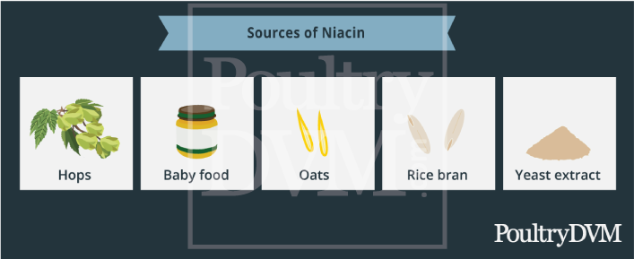 Niacin food sources for chickens