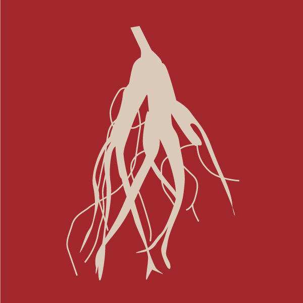 Red Root Ginseng