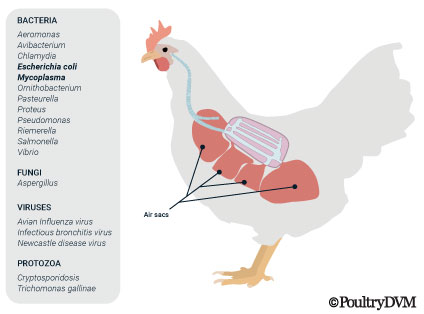 Airsacculitis causes in chickens