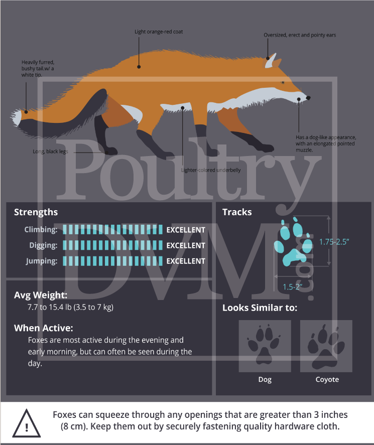 Poultry Predator: Fox