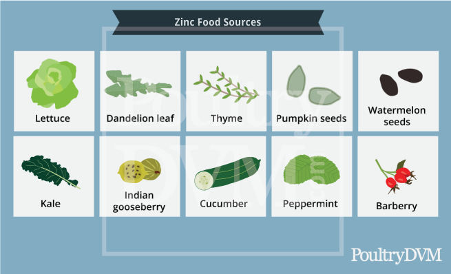 Sources of Zinc in diet