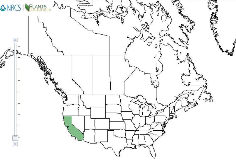 California holly distribution - United States
