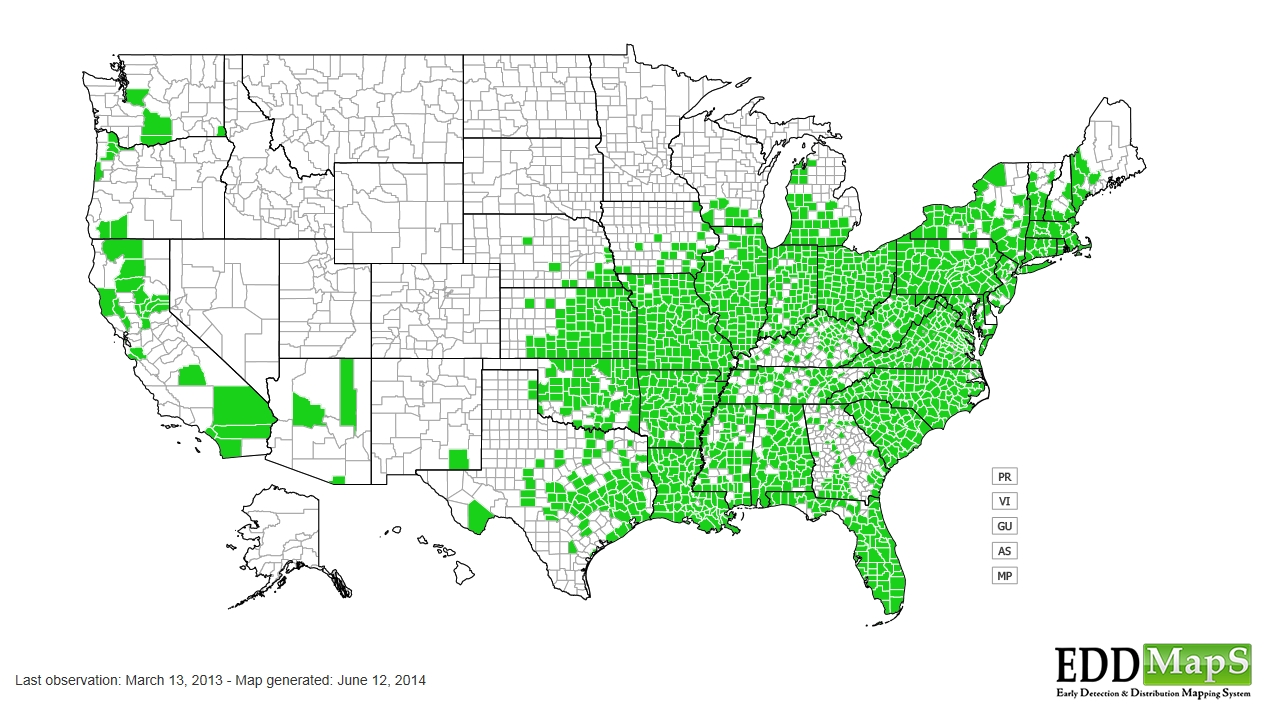 Pokeweed distribution - United States