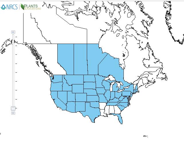 Yellow starthistle distribution - United States