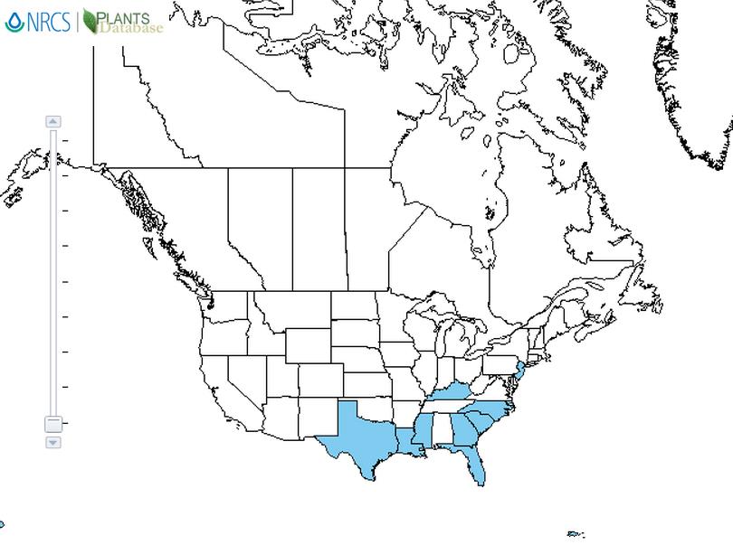 Showy rattlebox distribution - United States