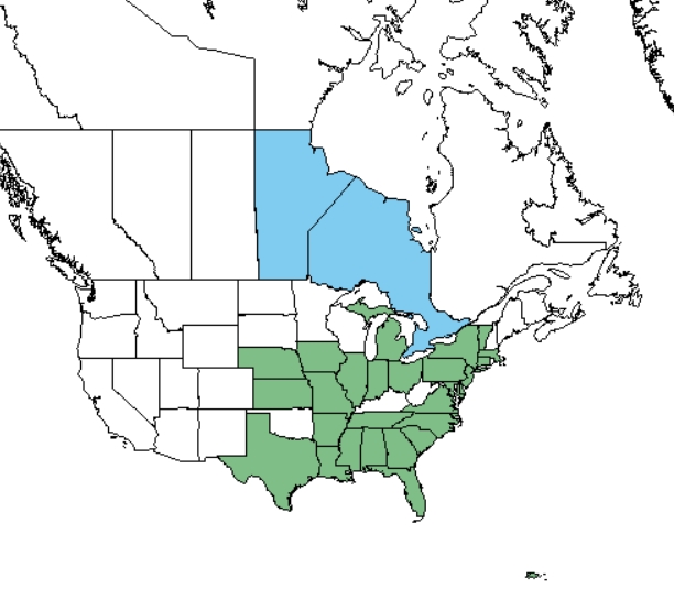 Ground mexican poppy  distribution - United States