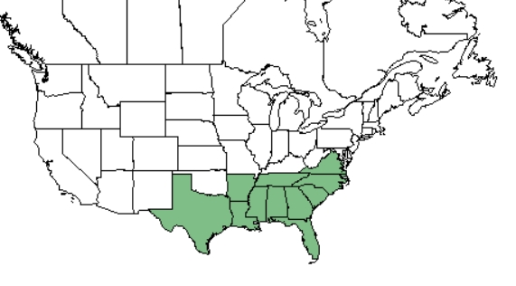 Carolina jasmine distribution - United States