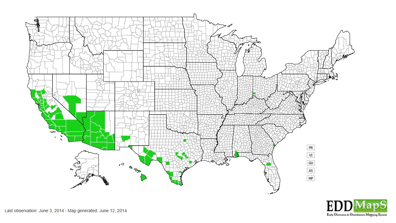 Tree tobacco distribution - United States