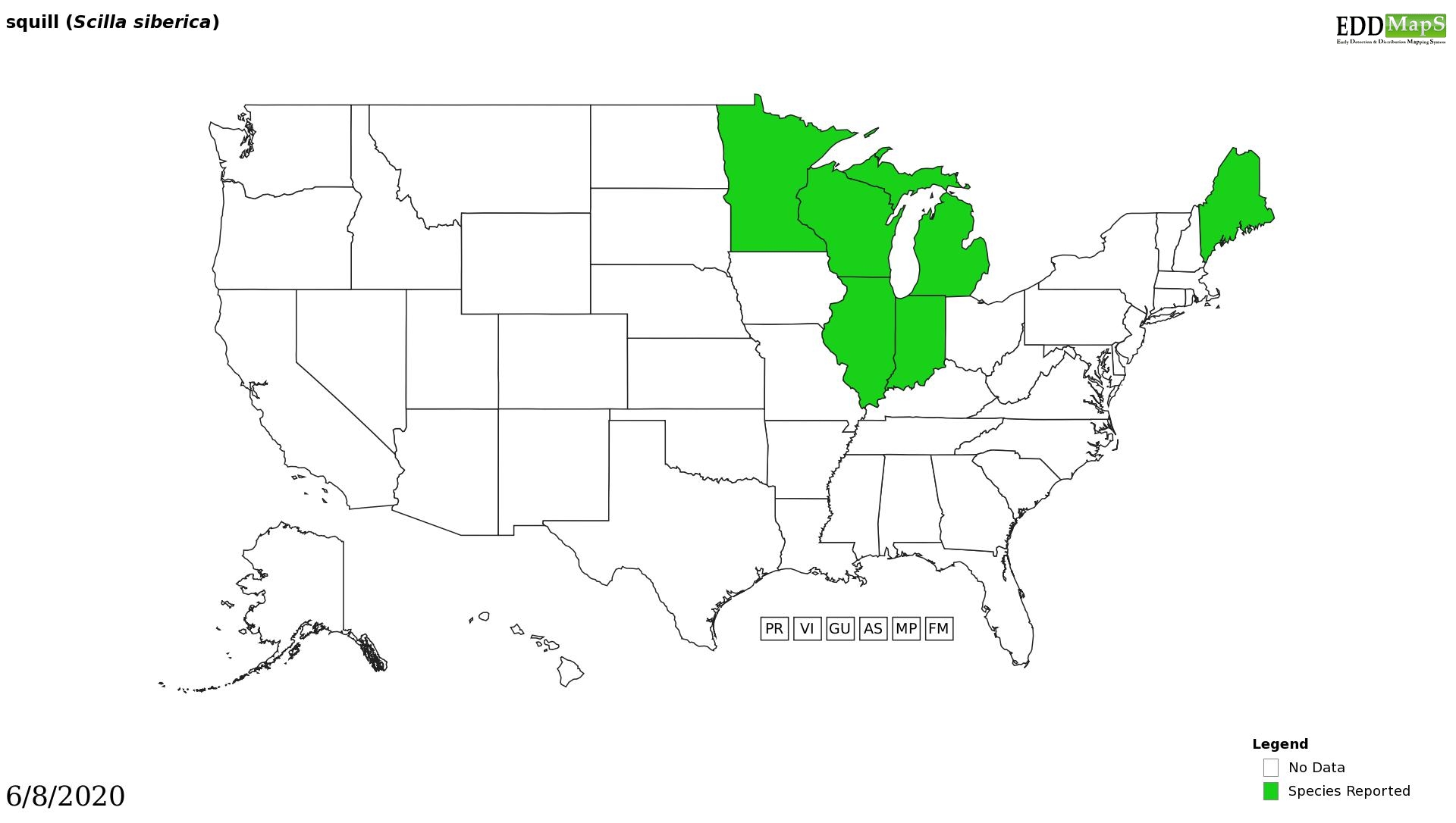 Squill distribution - United States