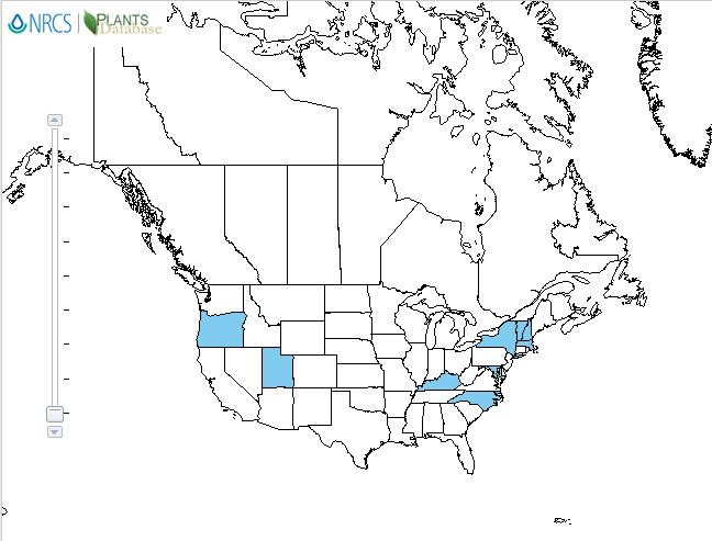 Meadow saffron distribution - United States