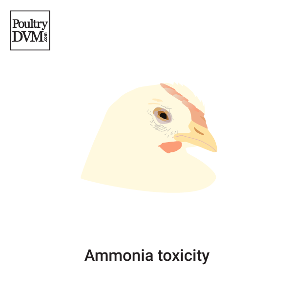 Ammonia toxicity in Chickens Signs, Treatment & Prevention