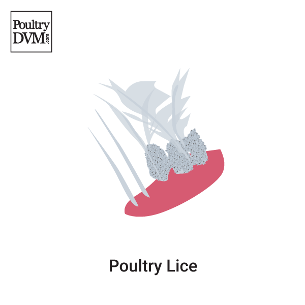 Lice infestation in Chickens: Signs, Treatment & Prevention