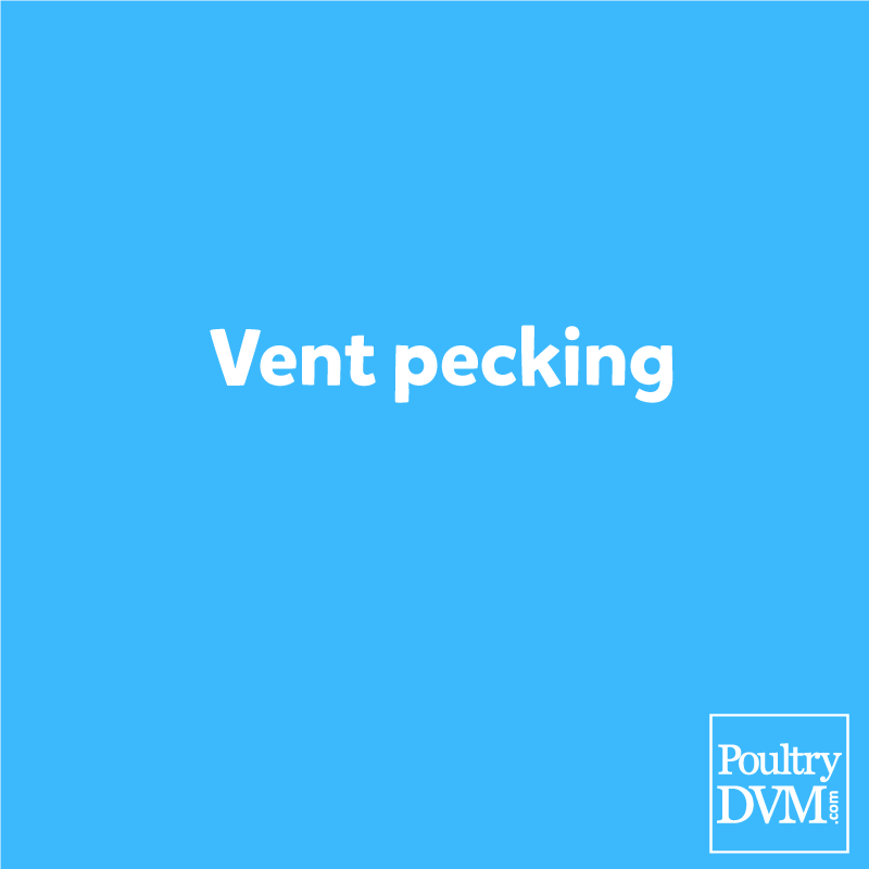 Vent pecking in Chickens Signs, Treatment & Prevention