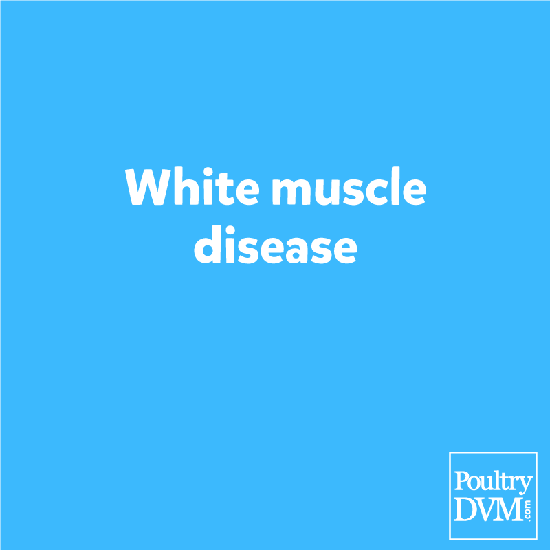 White muscle disease in Chickens Signs, Treatment & Prevention