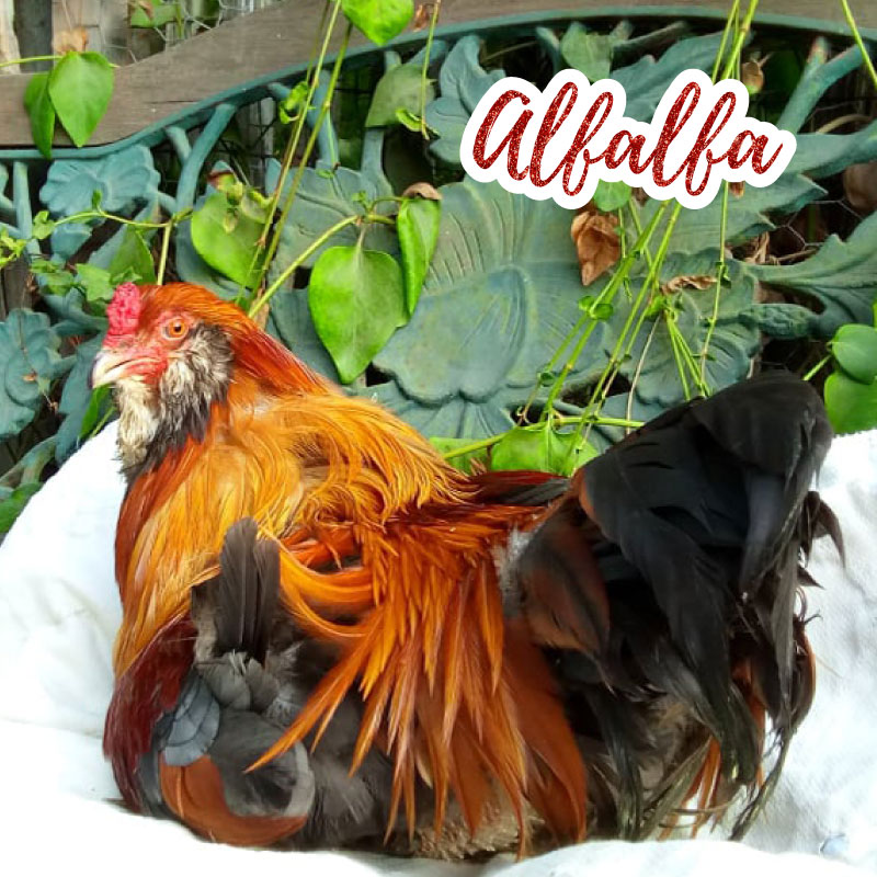 Alfalfa the Rooster