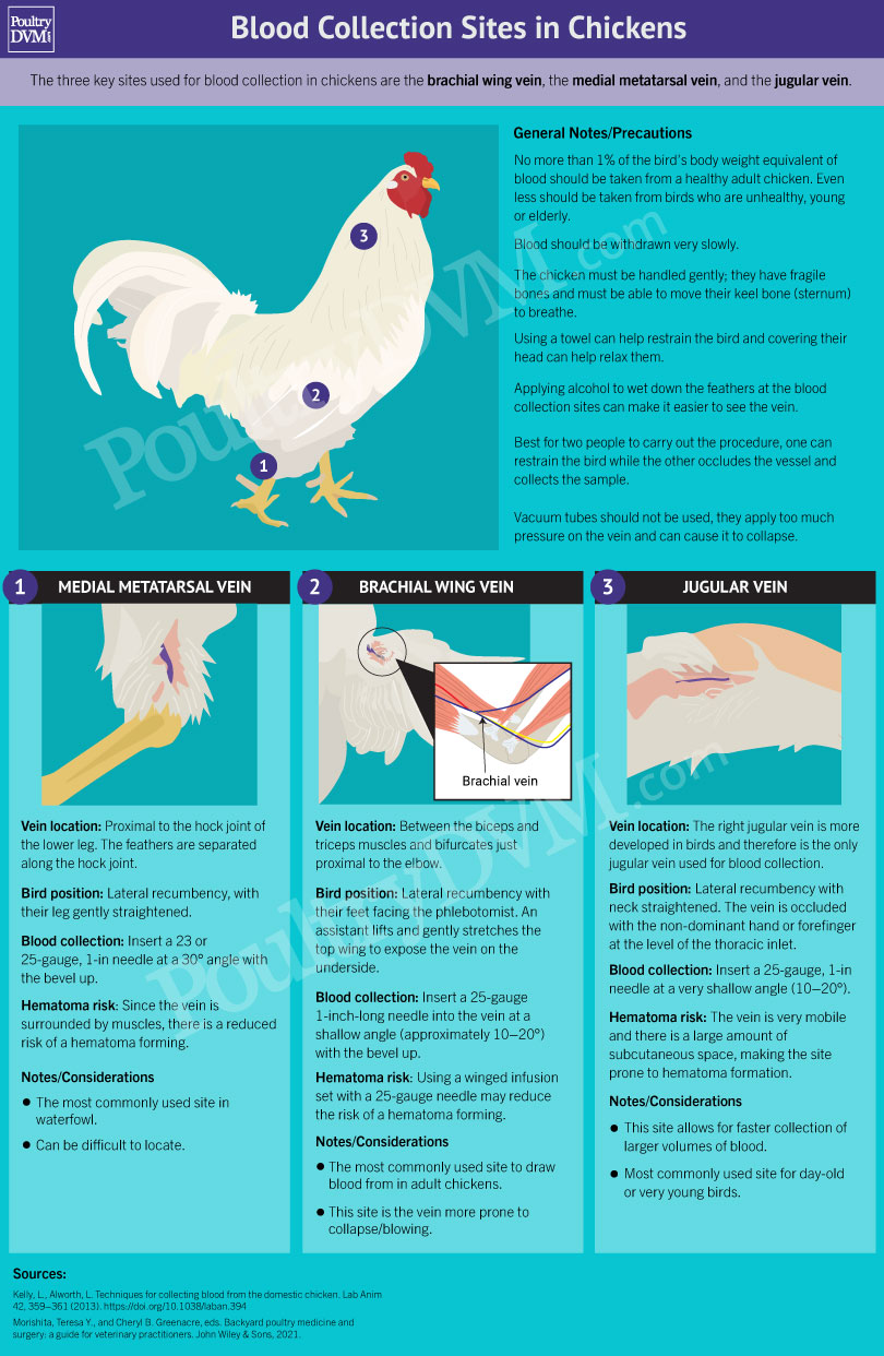 PoultryDVM - Blood Collection Sites in Chickens