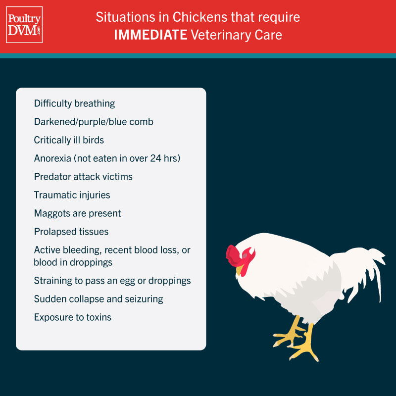 PoultryDVM - When to take your chicken to see your veterinarian