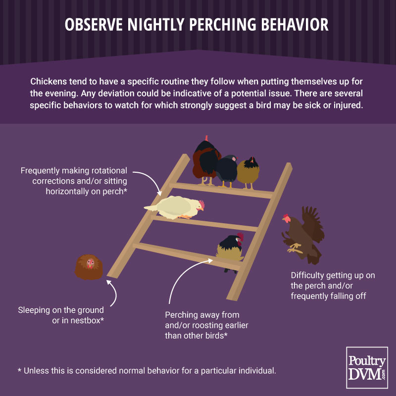 PoultryDVM - Observe Nightly Perching Behavior of Chickens