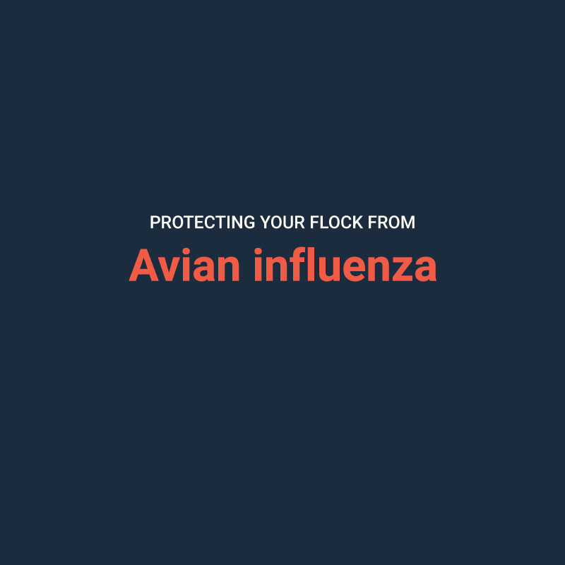 Protecting your Flock from Avian Influenza