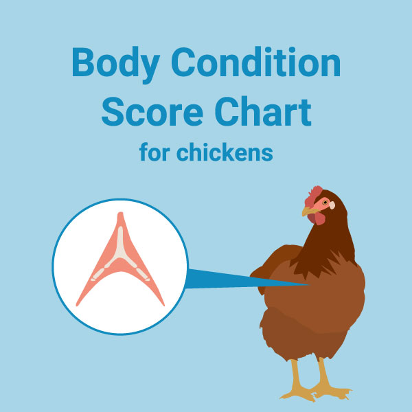 Chart: Body Condition Score for Chickens