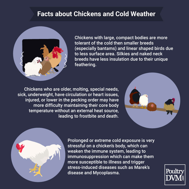 Facts about Chickens in Cold Weather
