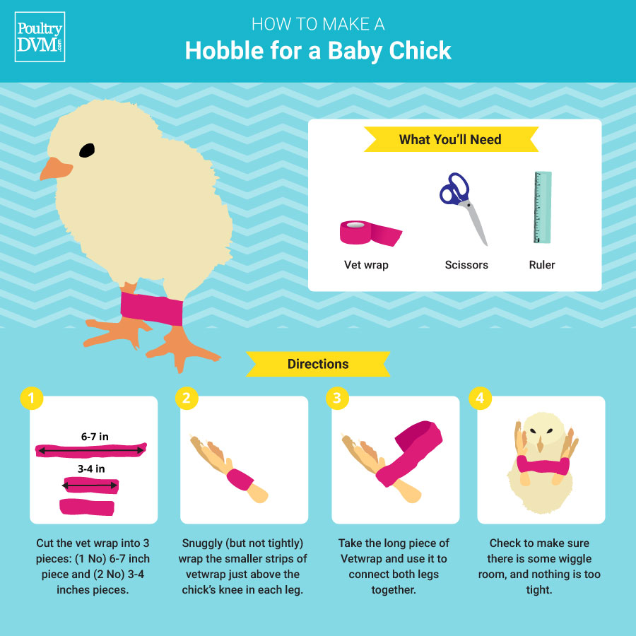How to Make a Hobble for a Baby Chick