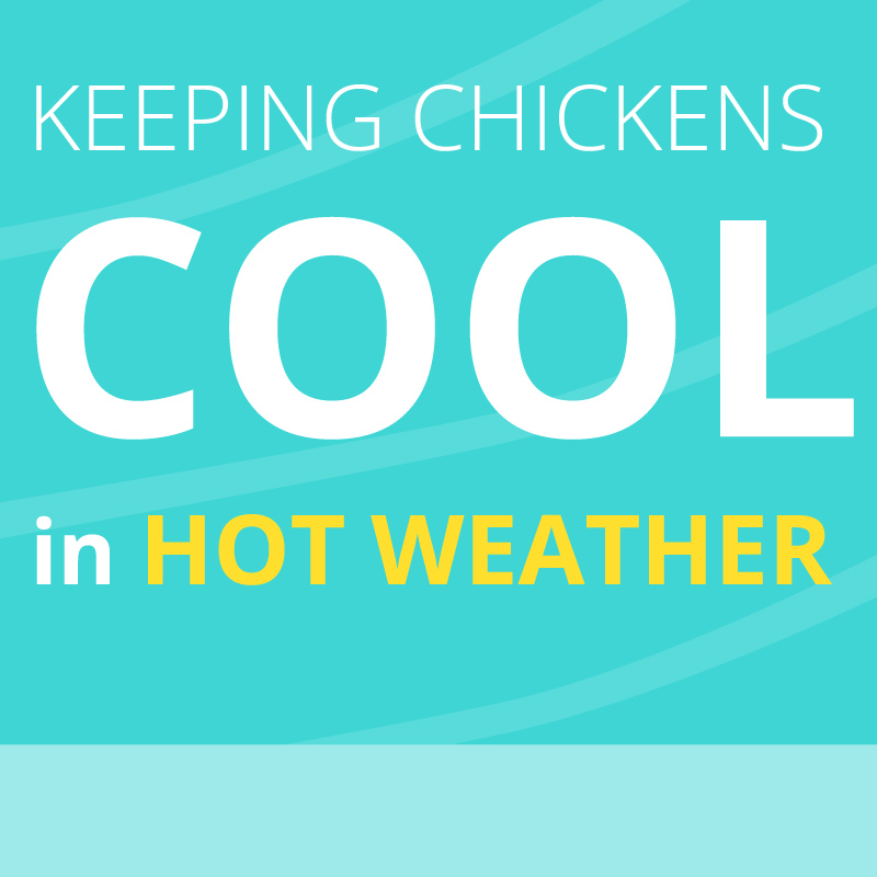 Keeping Chickens Cool in Hot Weather 
