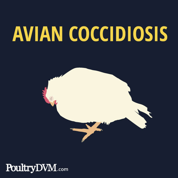 Avian Coccidiosis