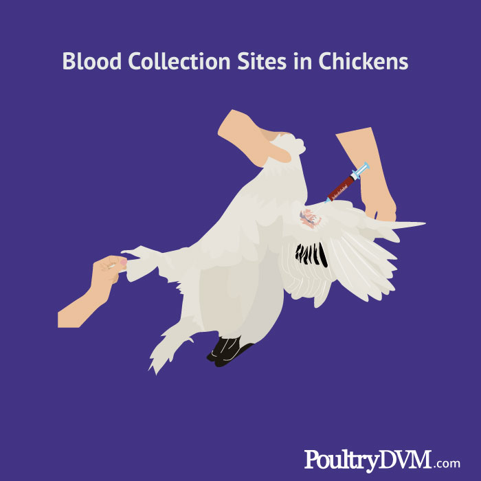 Blood Collection Sites in Chickens
