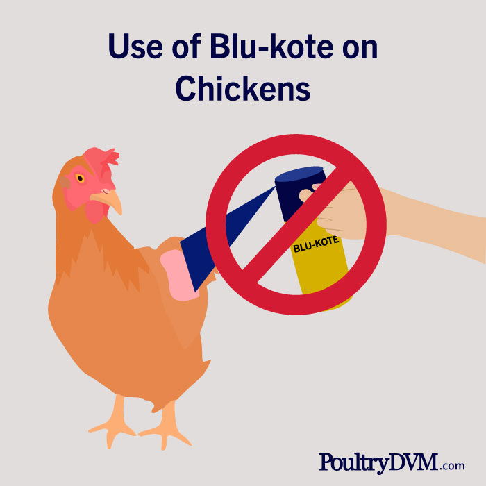 The use of Blue-Kote on Chickens