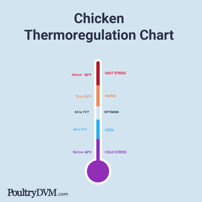 Chicken Thermoregulation Chart