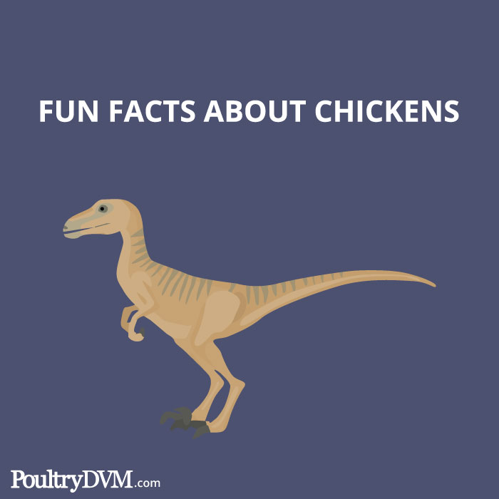 Fun Facts about Chickens