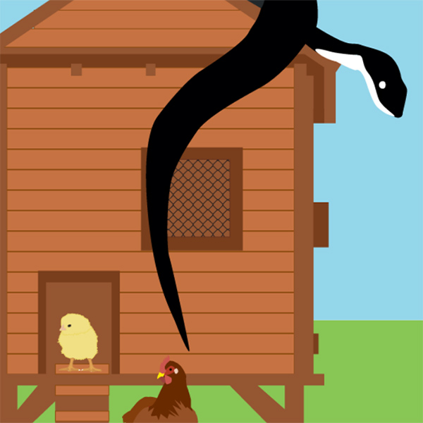 Dealing with Ratsnakes in Chicken Coops
