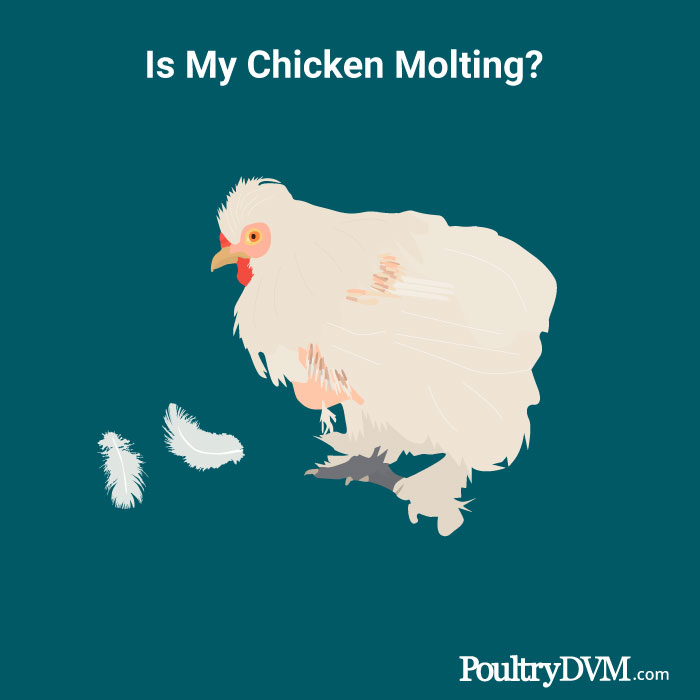 Is My Chicken Molting?