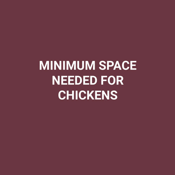 Minimum Space Requirements for Chickens